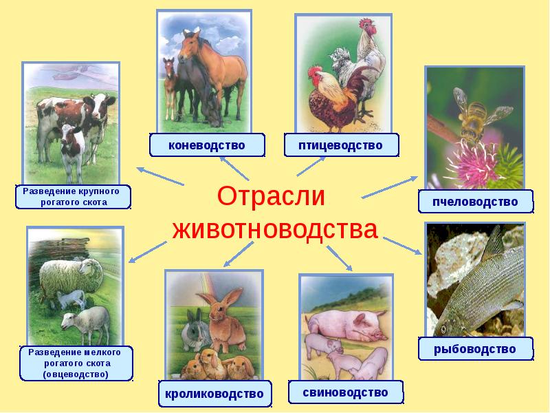 Агрошкола католикова презентация