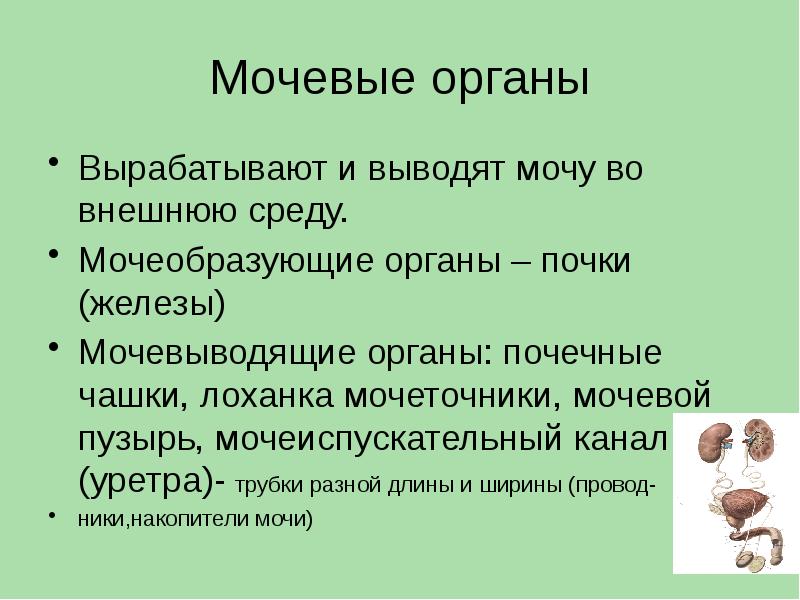 Анатомия мочевой системы презентация