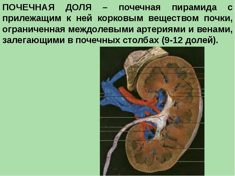 Почечная пирамида рисунок