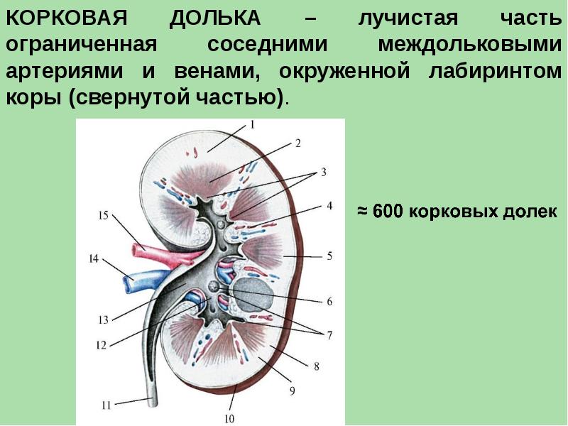 Анатомия мочевой системы презентация