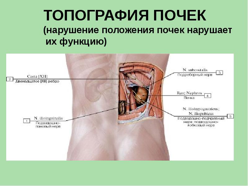 Анатомия мочевой системы презентация