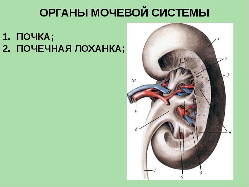 Анатомия мочевой системы презентация