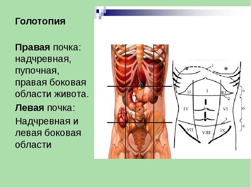 Презентация топография почек