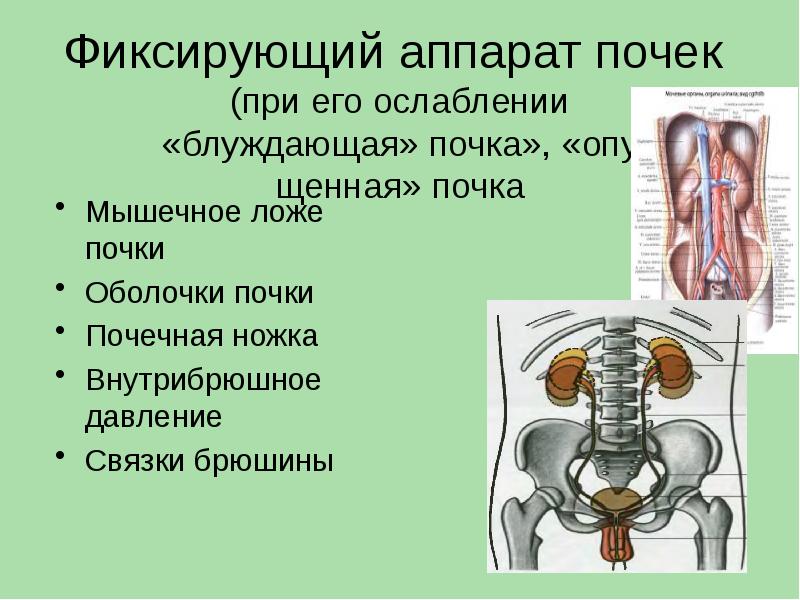 Анатомия мочевой системы презентация