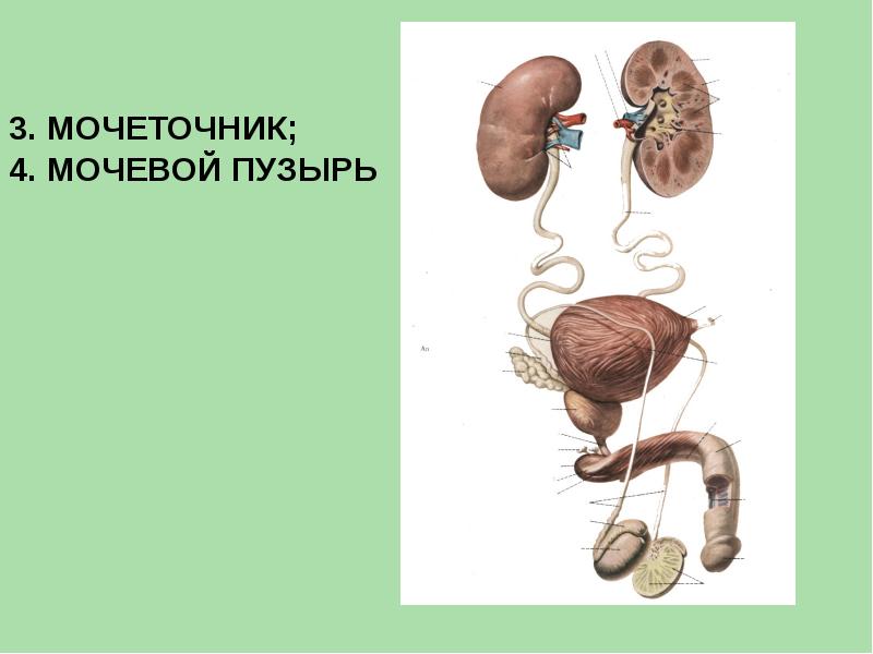 Мочеполовая система у мужчин схема картинки