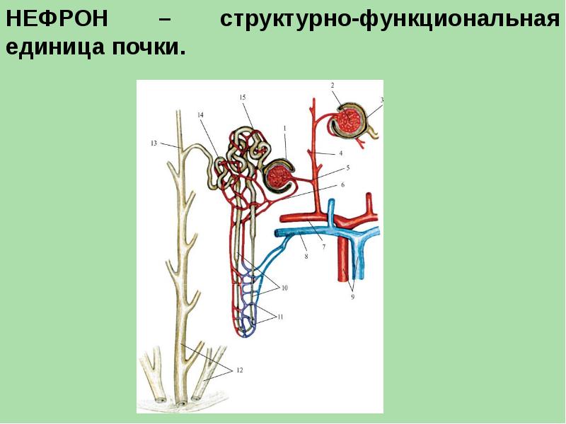 Анатомия мочевой системы презентация