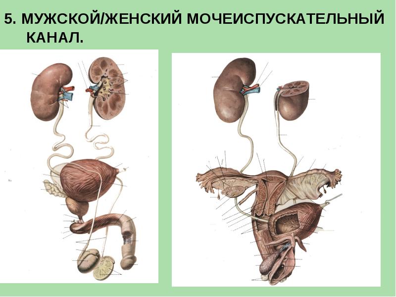 Мочевыделительная система анатомия презентация