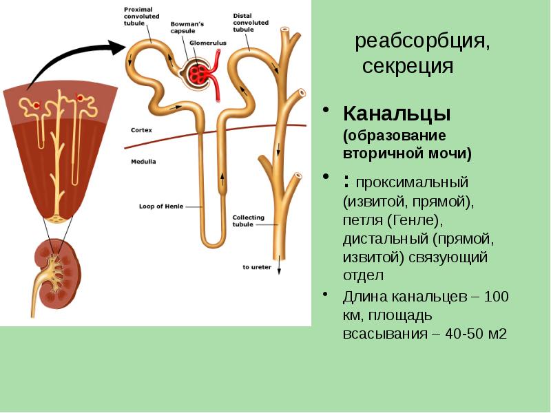 Анатомия мочевой системы презентация