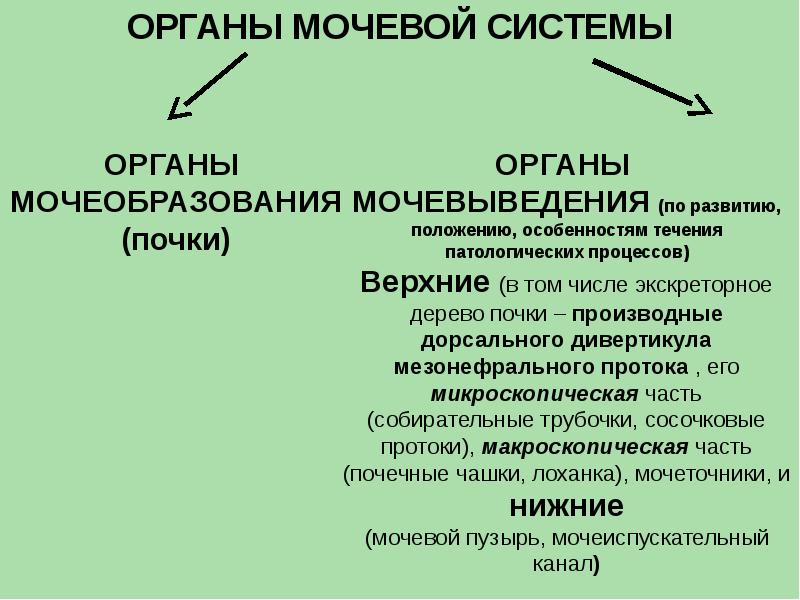 Анатомия мочевой системы презентация