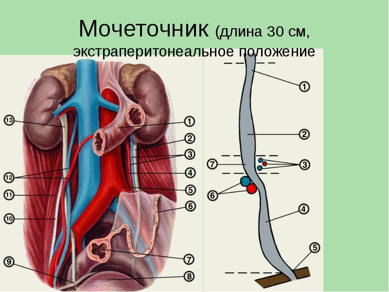 Анатомия мочевой системы презентация