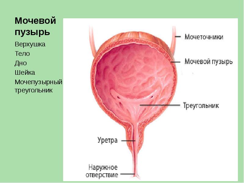 Мочевой пузырь у мужчины расположение фото