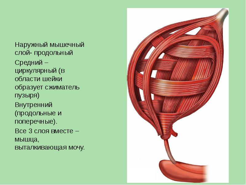 Сжиматель презентаций онлайн