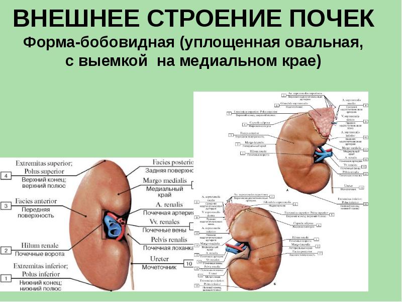 Анатомия мочевой системы презентация