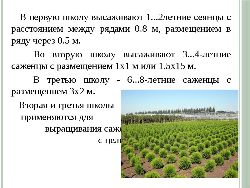 Лесные питомники презентация