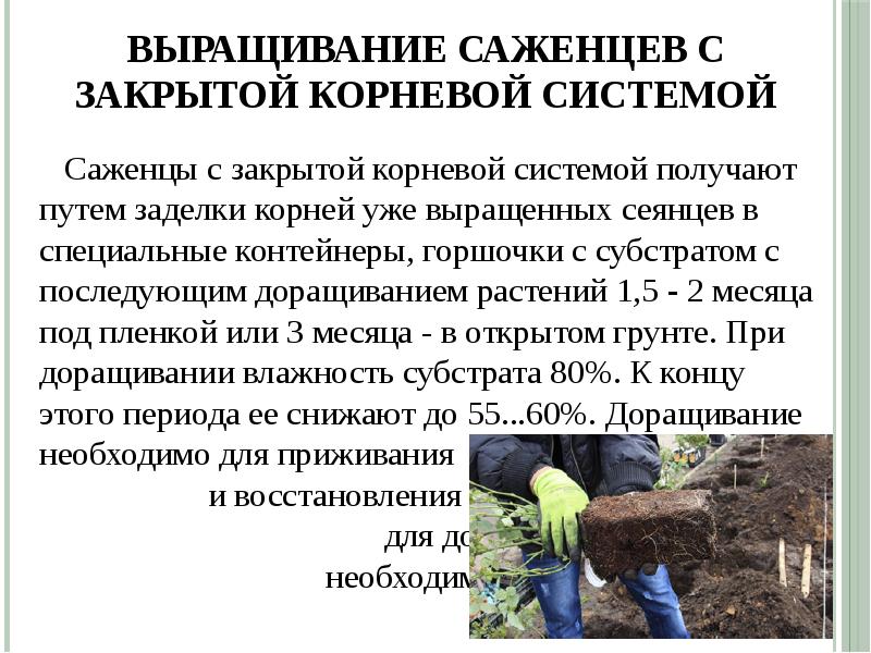 Ведение семенного хозяйства выращивание посадочного материала. Ведение семенного хозяйства выращивание посадочного материала