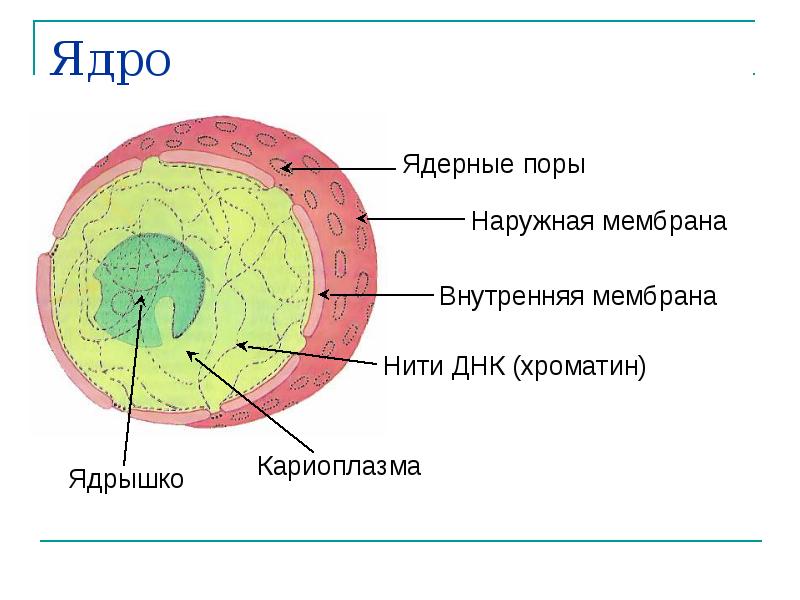 Схема строения ядра