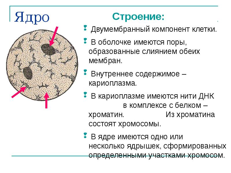 Определите какой цифрой на рисунке обозначена кариоплазма