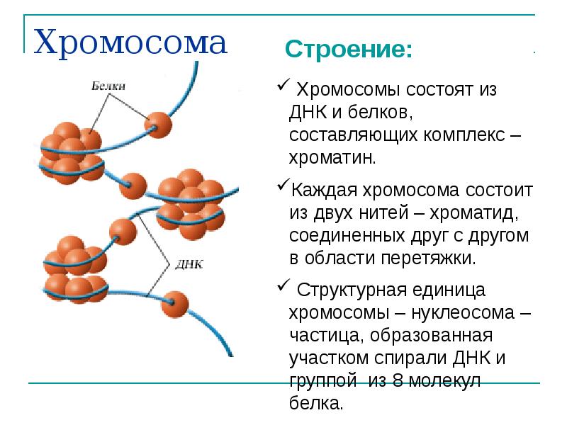 На рисунке изображена молекула органического вещества эукариотической клетки молекула какого класса