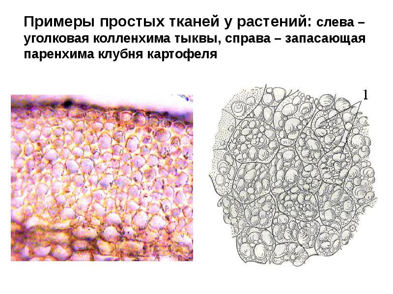 Паренхима ткань. Образовательные ткани колленхима. Образовательная ткань запасающая паренхима. Запасающая паренхима картофеля. Меристема и паренхима.