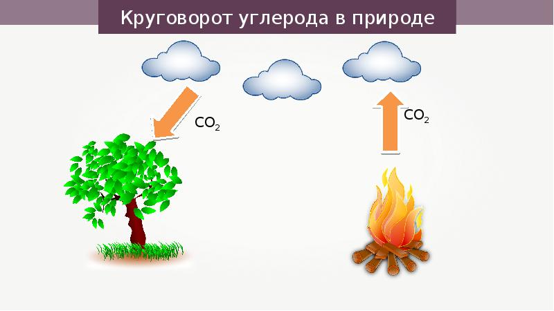 Круговорот co2 в природе презентация