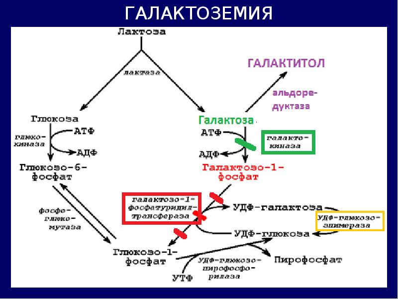 Обмен углеводов биохимия презентация