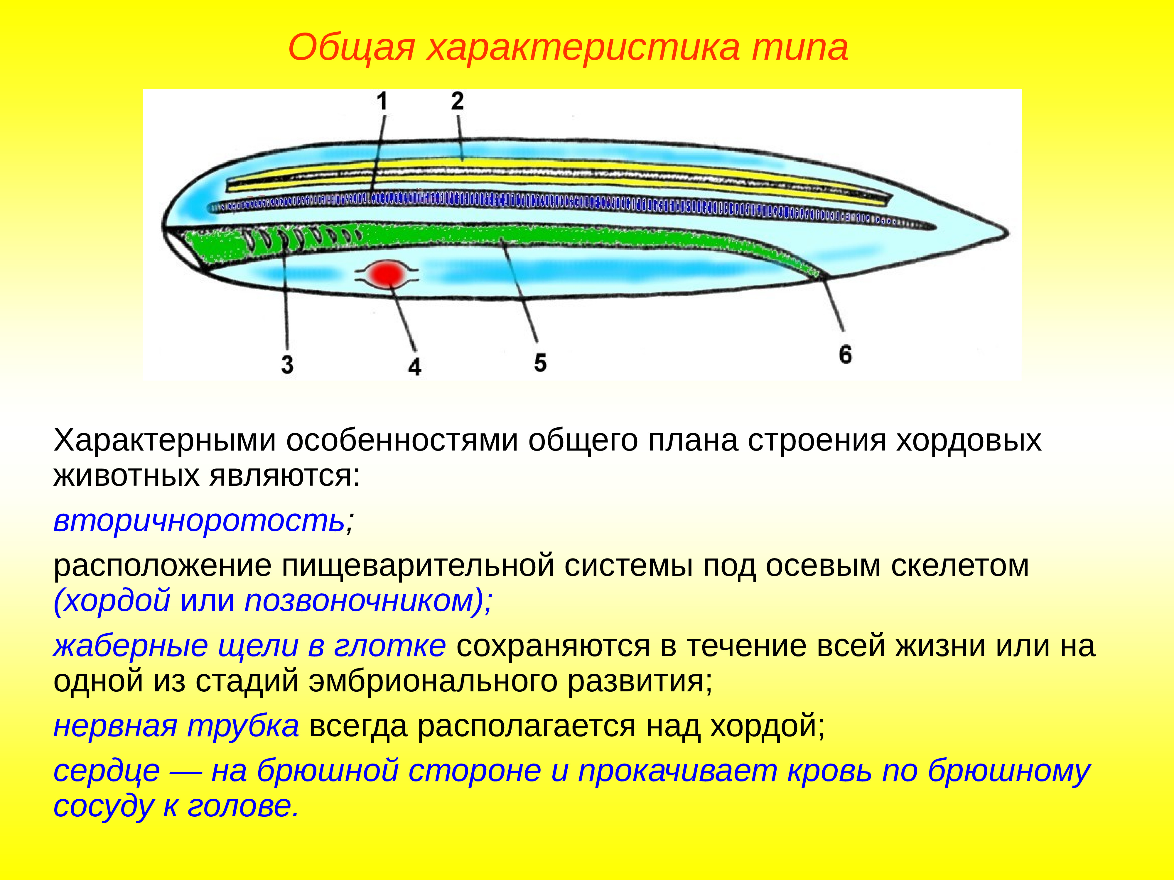 Общий план строения хордовых