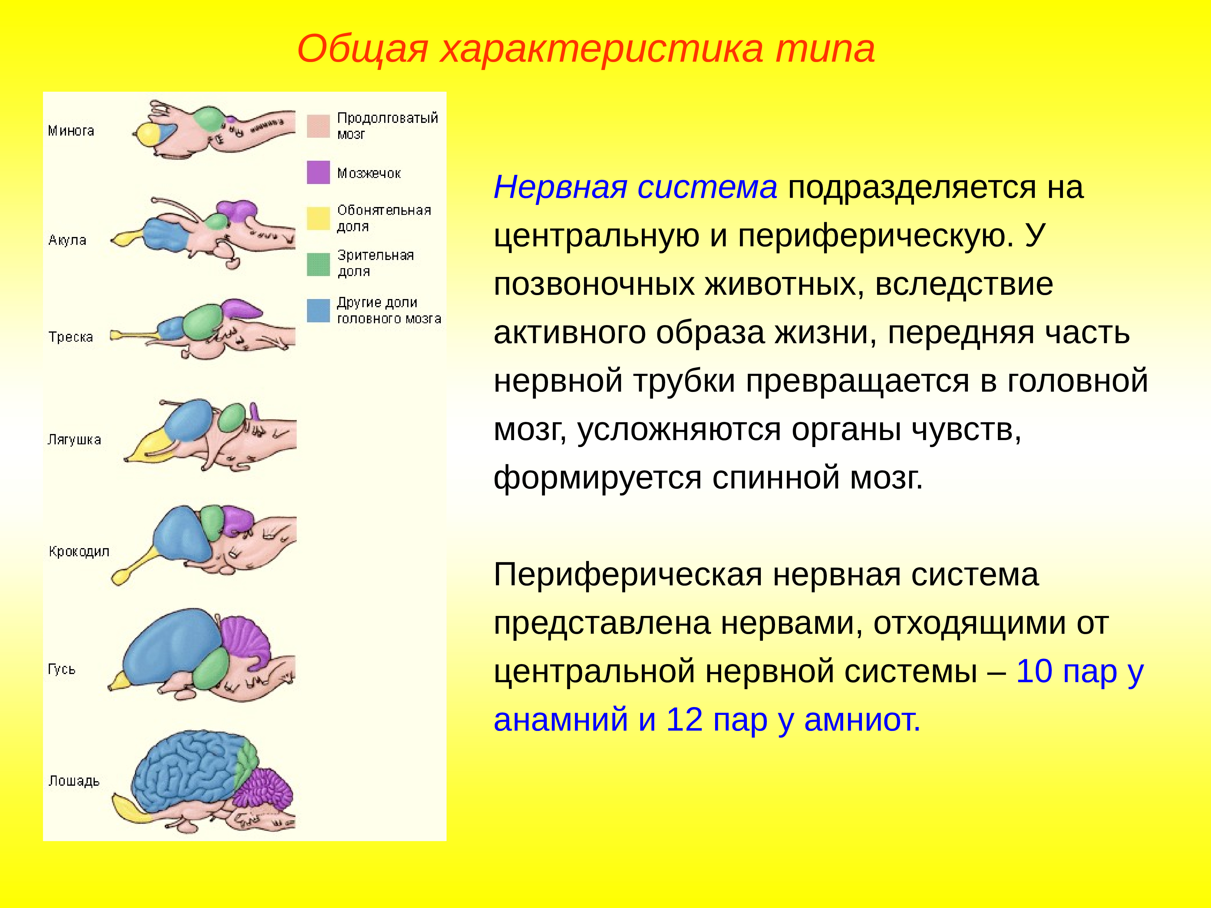 Нервная система позвоночных животных
