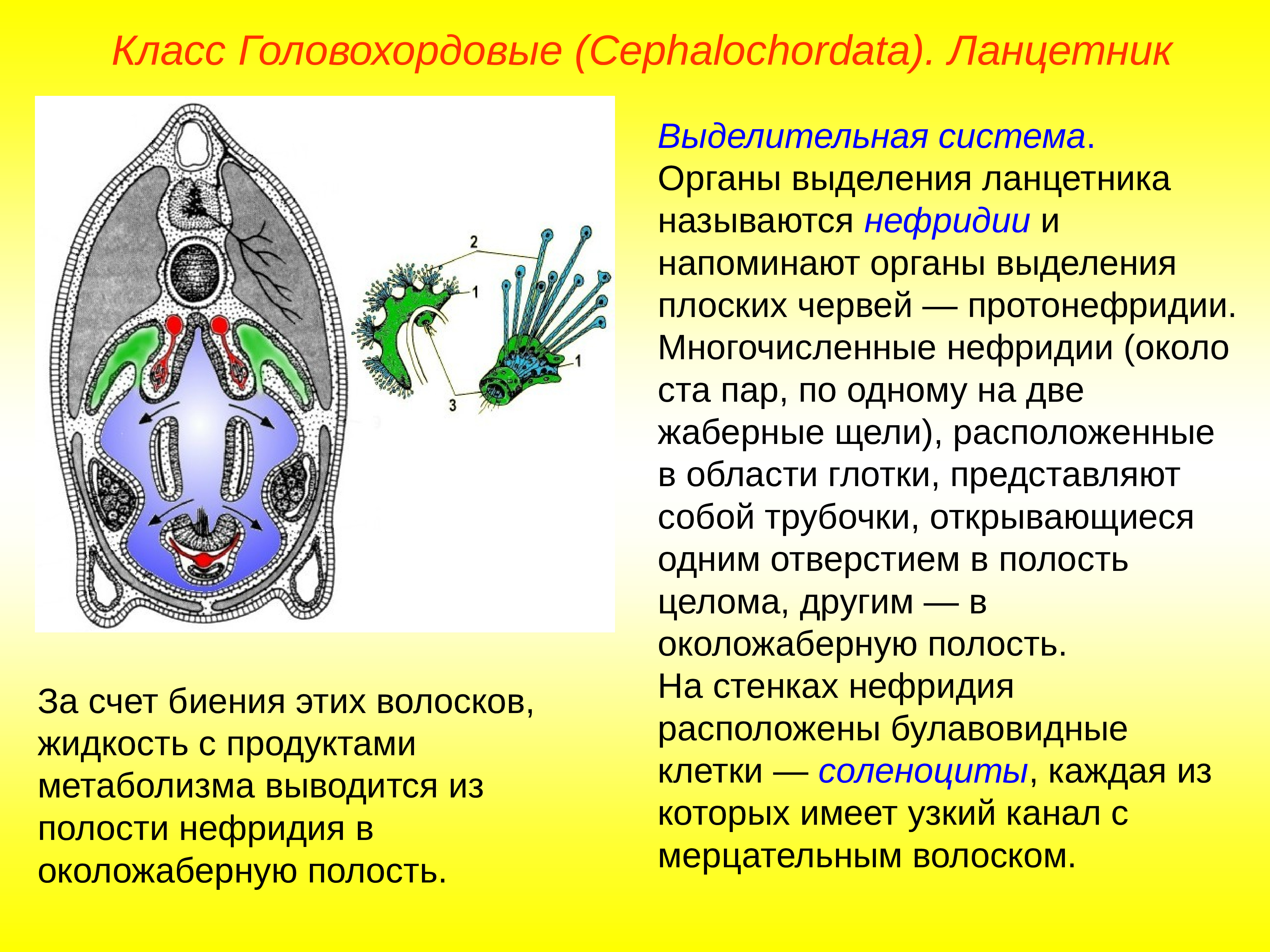 Околожаберная полость ланцетника