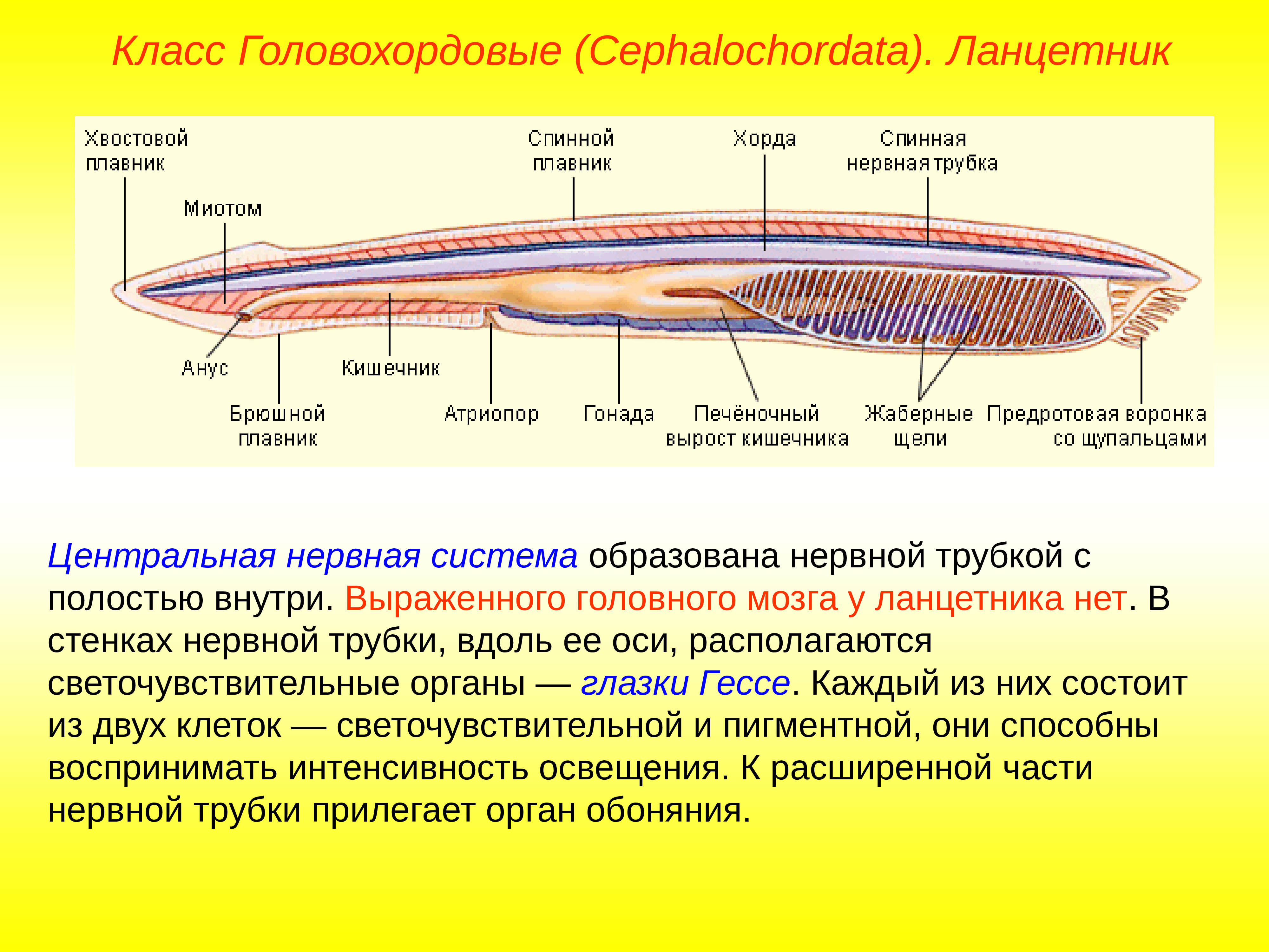 Класс рыбы ланцетники. Трубчатая нервная система ланцетника. Головохордовые пищеварительная система. Нервная система ланцетника. Нервная трубка бесчерепных.