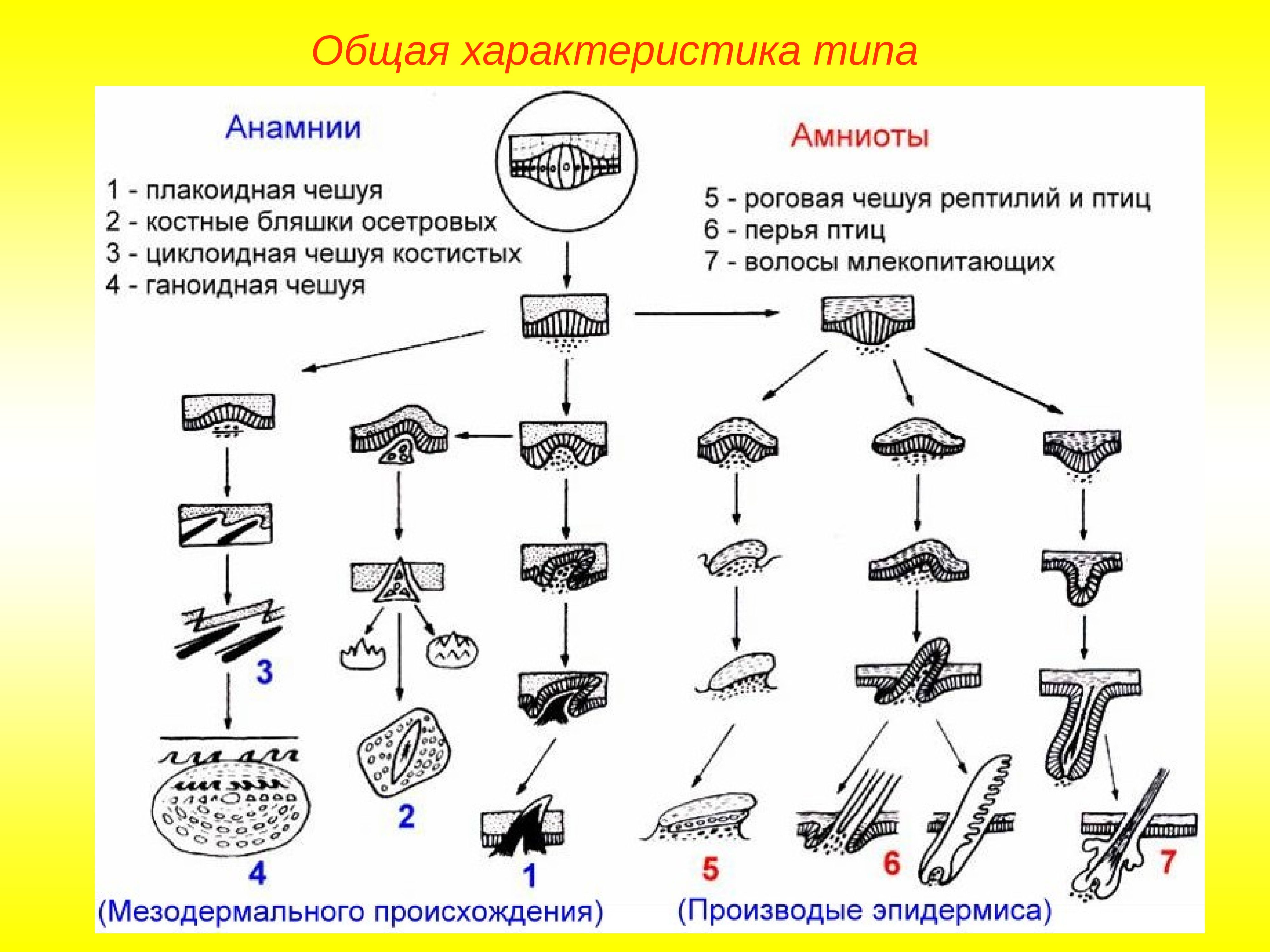 Характеристика подтипа позвоночные анамнии и амниоты. Анамнии строение зародыша. Анамнии амниоты таблица. Яйцо амниот строение ЕГЭ. Сравнительная характеристика анамний и амниот.