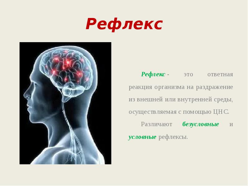 Нервная система рефлекс инстинкт 7 класс презентация