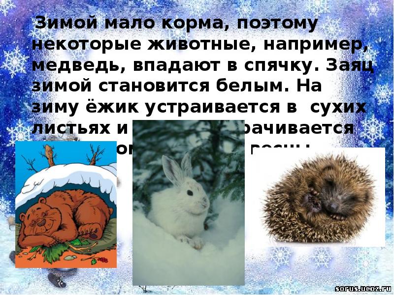 Зимняя спячка является явлением живой природы. Ёжик зимой впадает в спячку. Какие животные впадают в спячку на зиму. Какие животные впадают в зимнюю спячку.