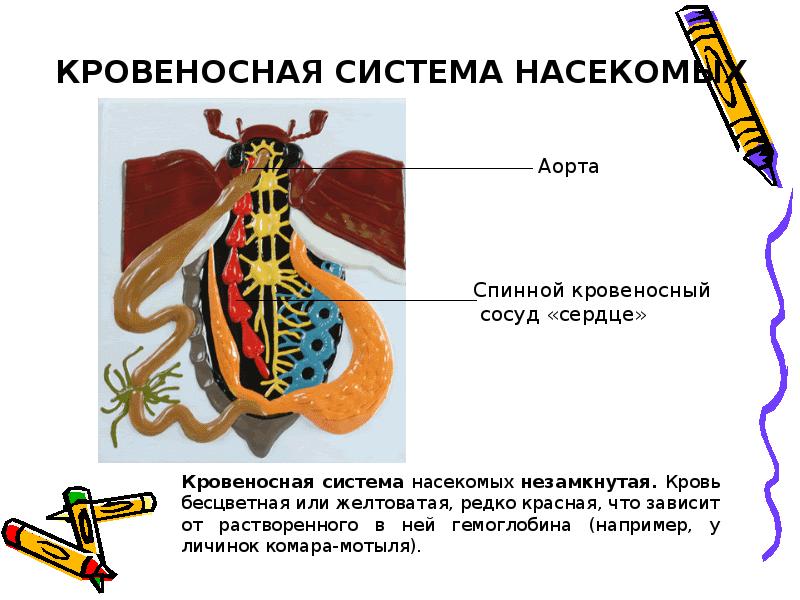 Презентация по биологии 7 класс насекомые