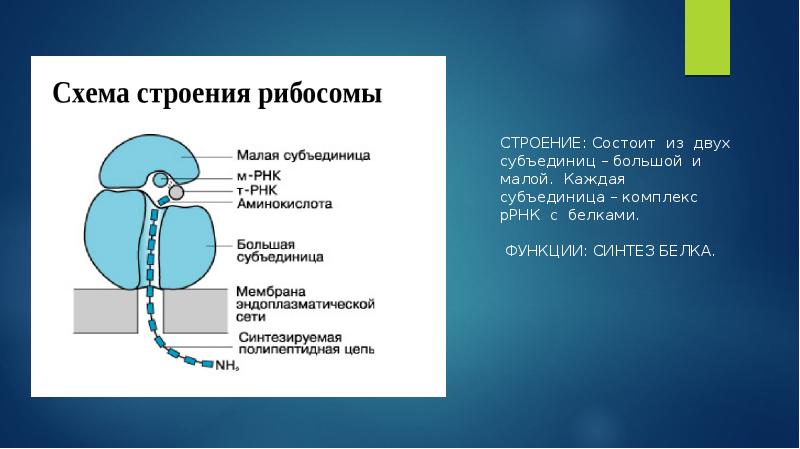 Строение малой субъединицы рибосом. Структура глобулярных белков. Тропонин и тропомиозин. Из белковых субъединиц состоит. Из белковых субъединиц состоит.