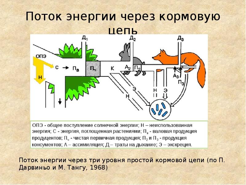 Данная схема потока энергии в экосистеме иллюстрирует закон