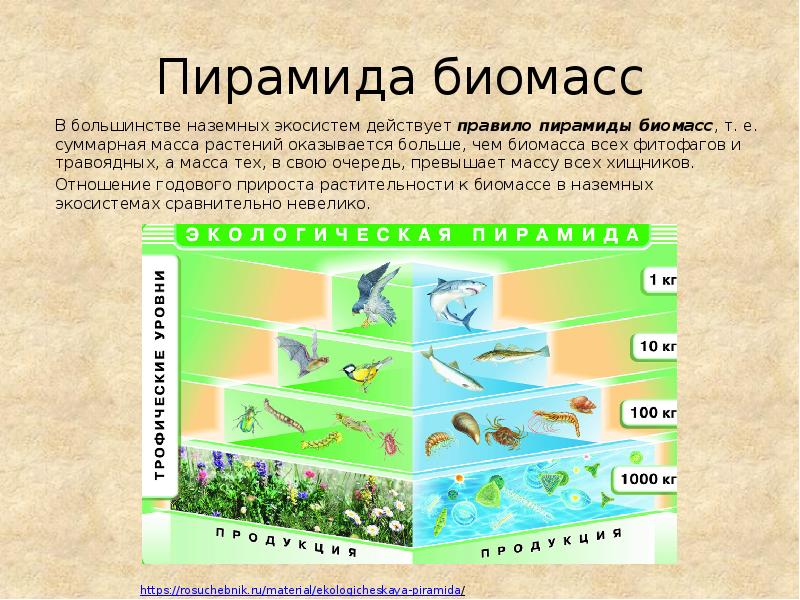 Увеличение биологической продуктивности природных зон. Экологической пирамиды биомасс в лесных экосистемах. Экологическая пирамида биомассы экосистемы. Пирамиды численности и биомассы это в биологии. Пирамида биомассы биология.