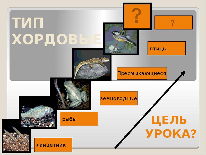 Рыбы земноводные пресмыкающиеся птицы. Ланцетник рыбы земноводные пресмыкающиеся птицы. Птицы это Хордовые животные. Таблица Ланцетники рыбы земноводные пресмыкающиеся. Сравнение ланцетника рыб земноводных рептилий птиц.