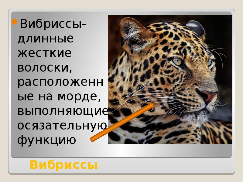 Вибриссы Вибриссы-длинные жесткие волоски, расположенные на морде, выполняющие осязательную функцию