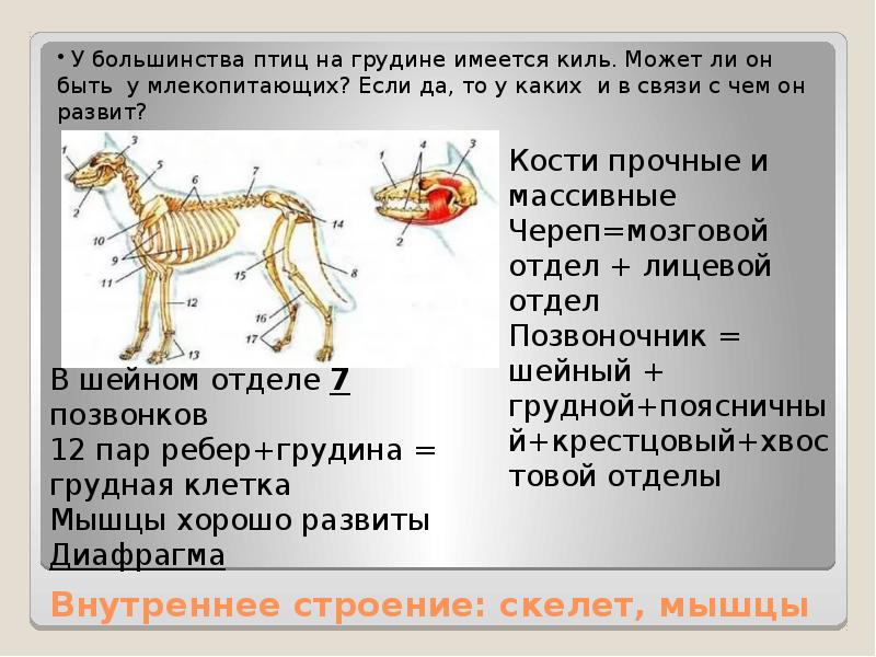 Внутреннее строение: скелет, мышцы