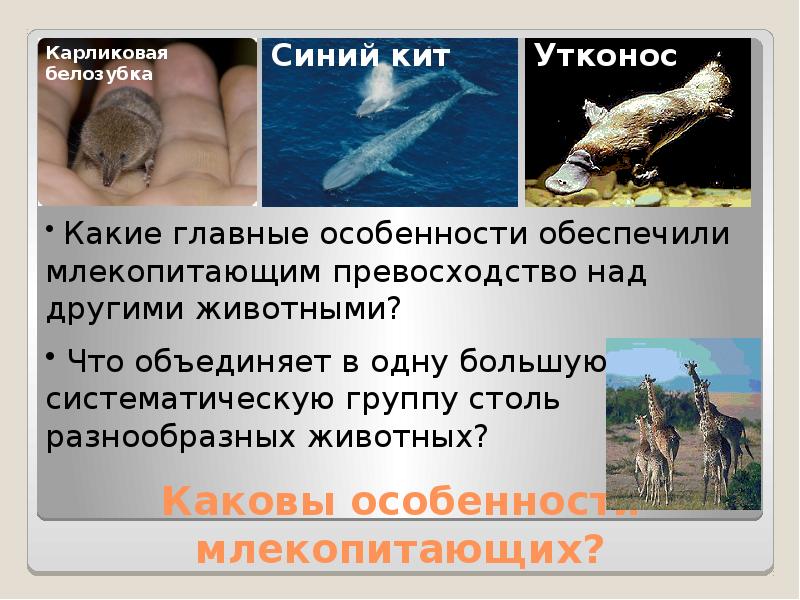 Каковы особенности млекопитающих?