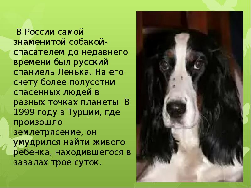 Окружающий мир 2 класс про собак. Собака для презентации. Рассказ о собаке спасателе. Собаки спасатели презентация. Презентация на тему собаки.