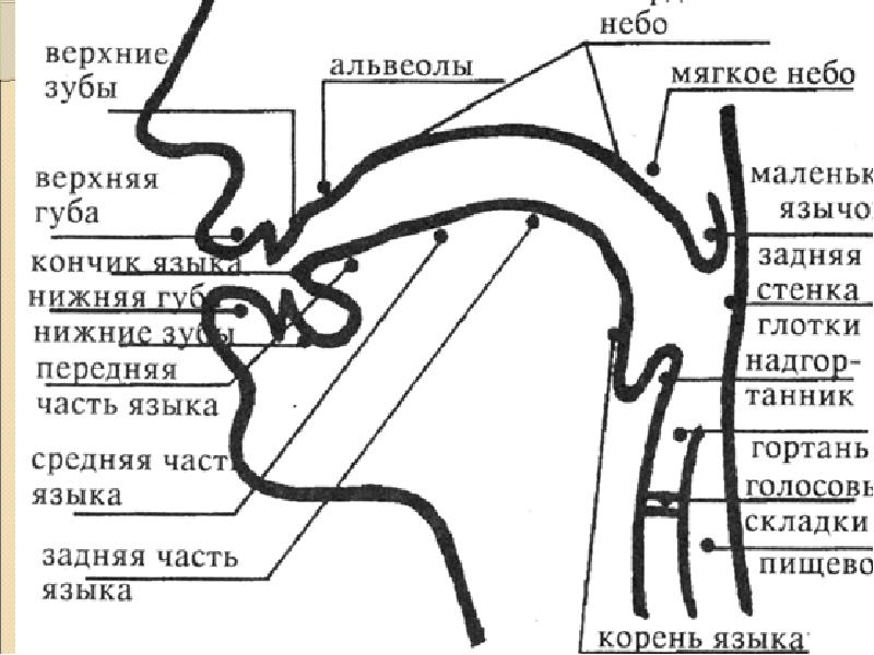 Методы исследования артикуляции презентация