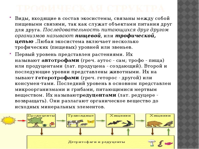 Пищевые связи презентация 11 класс