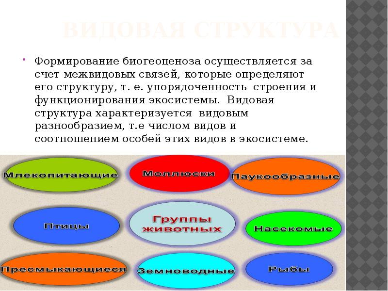 Упорядоченность экосистемы. Упорядоченность структуры. Упорядоченность структуры это в биологии. Упорядоченность структуры определение.