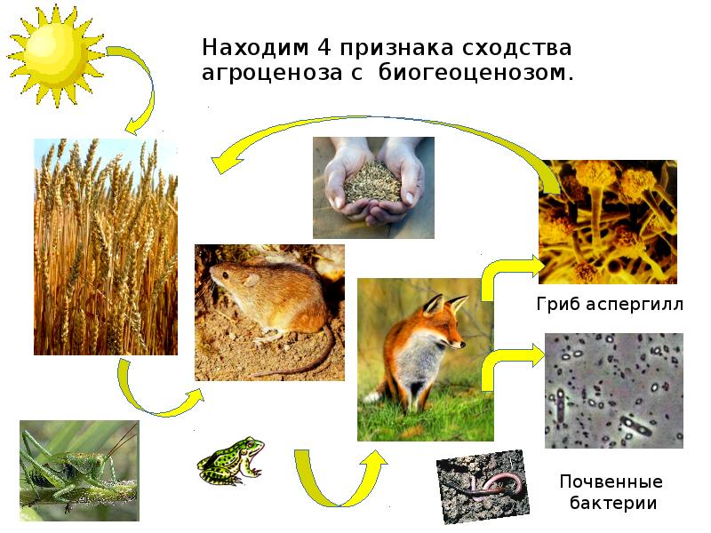 Начертите схемы 3 4 пищевых цепей начинающихся в агроценозе с пшеницы