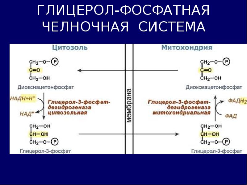 Челночный механизм. Глицерол 3 фосфат челночный механизм. Глицерол фосфатный челночный механизм. Глицерол 3 фосфат челнок. Челночные механизмы биохимия.