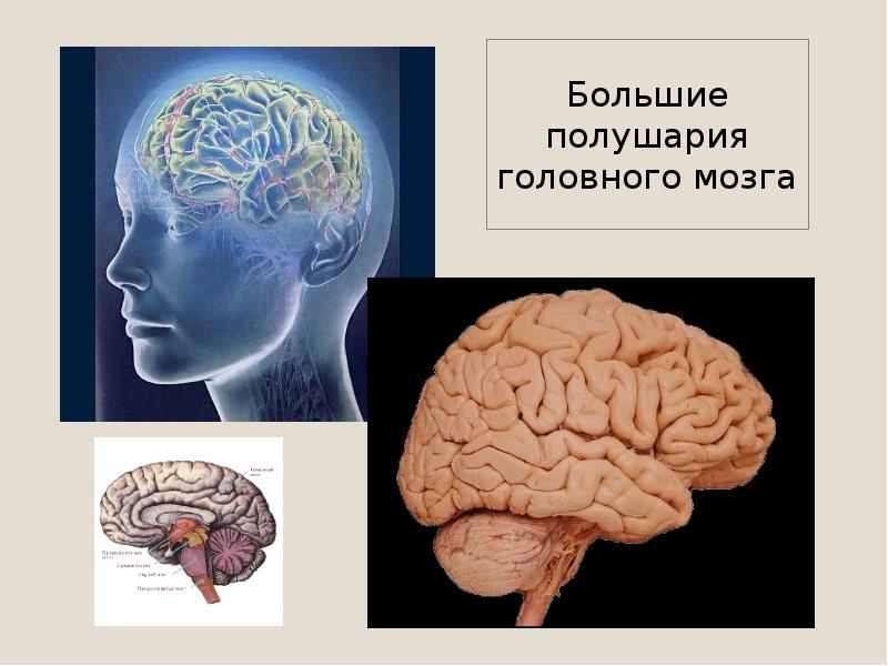 Презентация большие полушария головного мозга