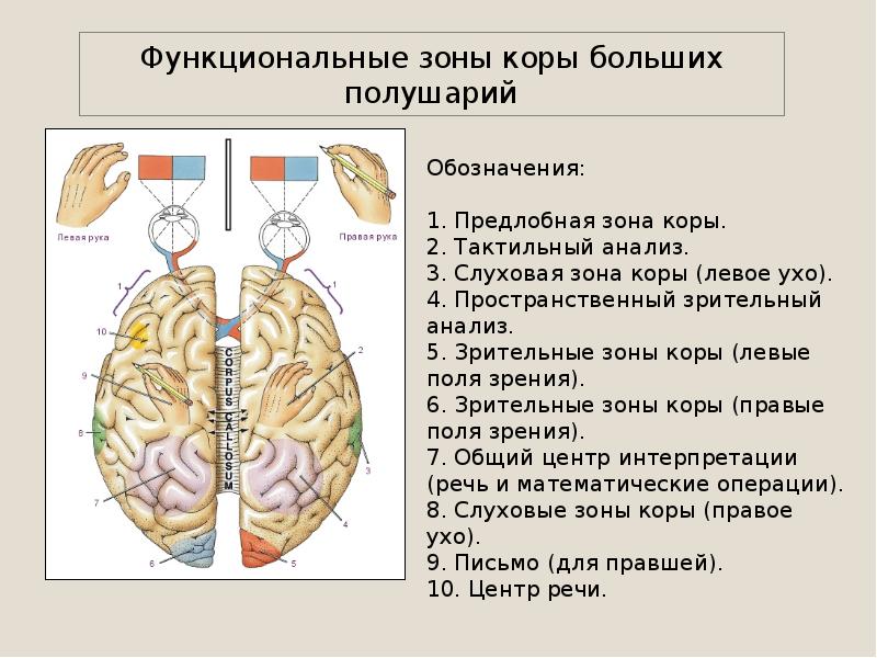 Основные зоны коры больших полушарий головного мозга человека с наружной и внутренней сторон рисунок