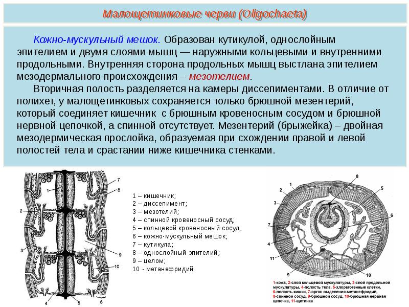 Внутреннее строение малощетинковых червей. Малощетинковые черви строение. Кожно-мускульный мешок у многощетинковых червей. Строение малощетинкового червя. Строение малощитинковыхчервей.