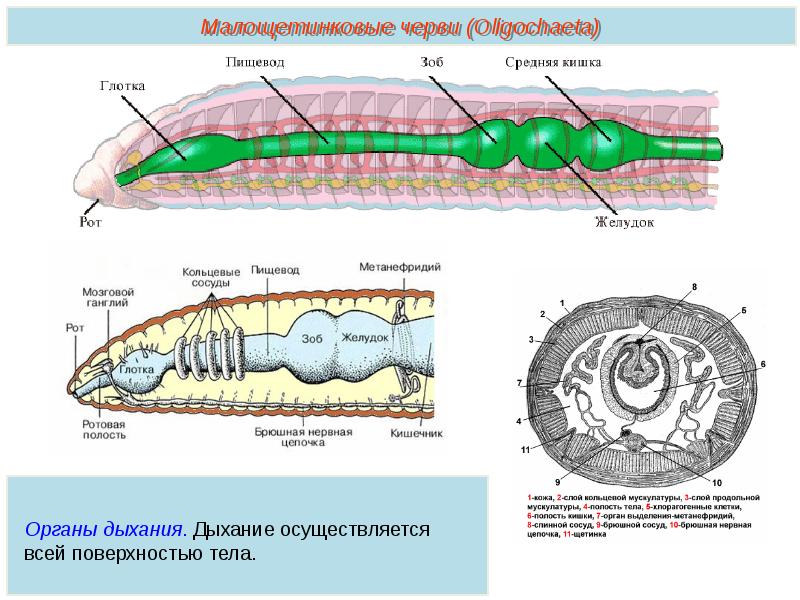 Слои кольчатых червей. Кольчатые черви строение. Малощетинковые черви внутреннее строение. Внешнее и внутреннее строение малощетинковых червей. Сегментированное тело у кольчатых червей.